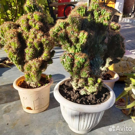 Кактус коралл отдам