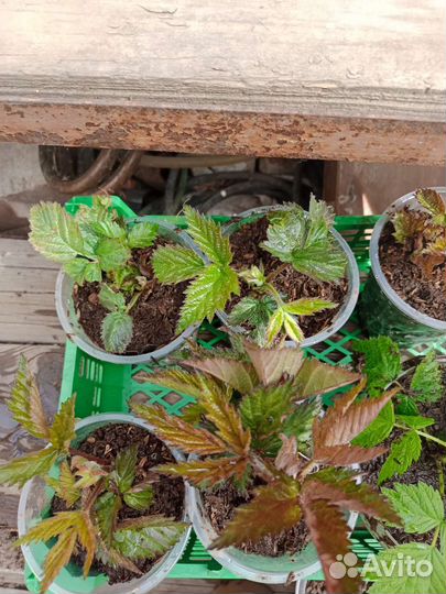 Саженцы ежевики Черная магия