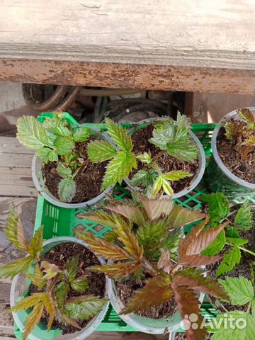 Саженцы ежевики Черная магия