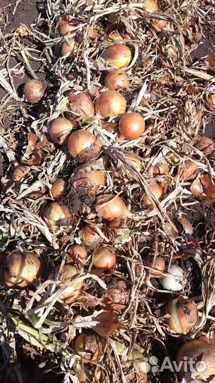 Лук репчатый, от производителя оптом, сорт 
