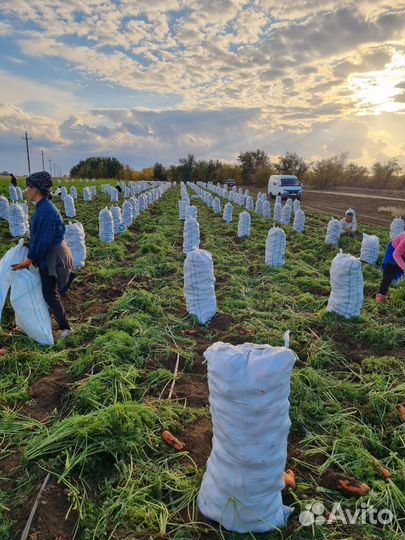 Морковь оптом