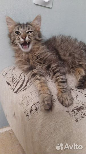 Котик в добрые руки