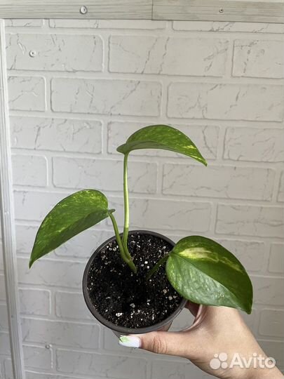 Сциндапсус золотистый