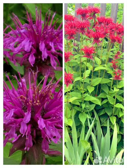 Многолетние садовые растения