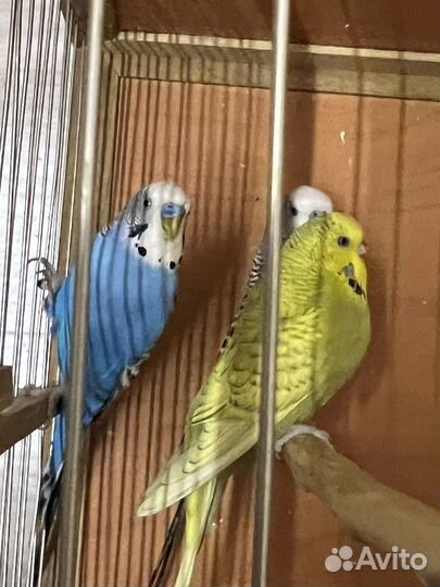 Попугай Волнистый ввп Чехи