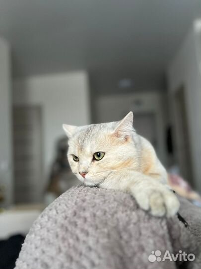 Вязка