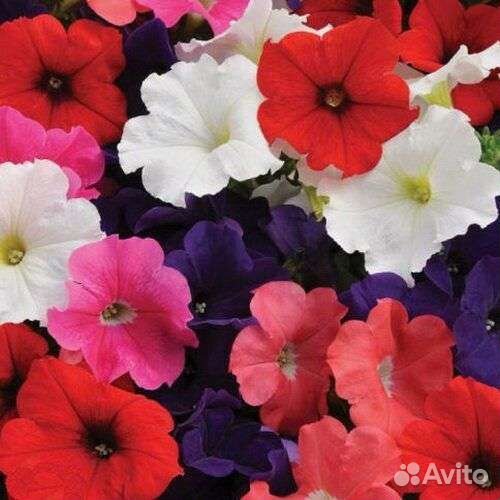 Рассада петунии