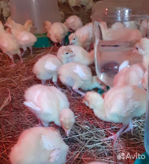 Индюшата биг-6, месячные