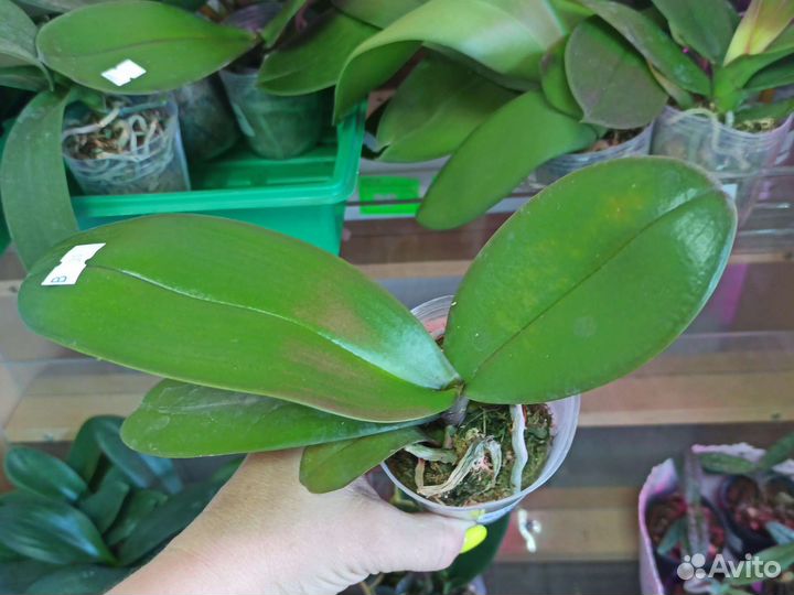 Орхидея фаленопсис