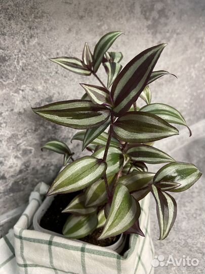 Традесканция зебрина