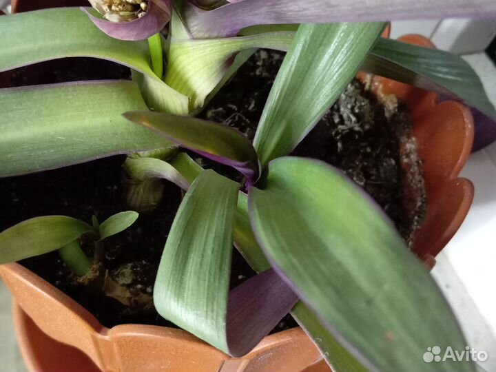 Традесканция рео