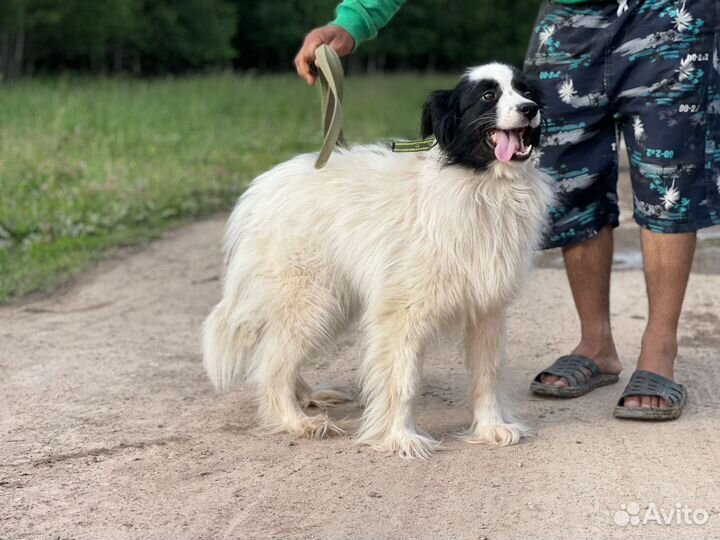 Собаки из приюта в добрые руки
