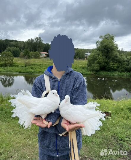 Голуби Королевские Павлины