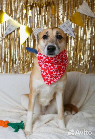 Домашней собаке тяжело в приюте