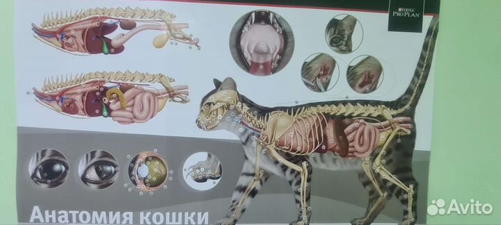 Ветеринарный врач