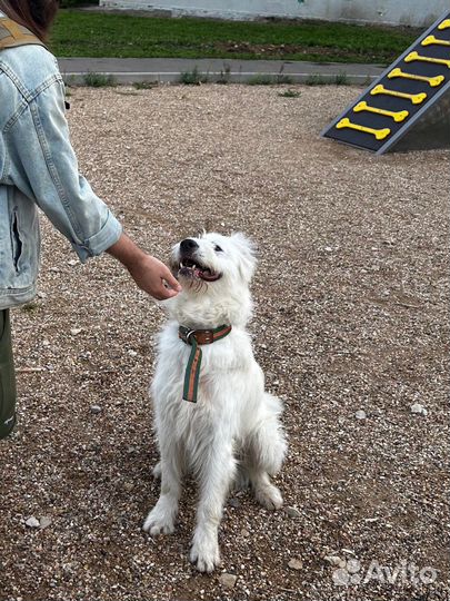 Собака в добрые руки