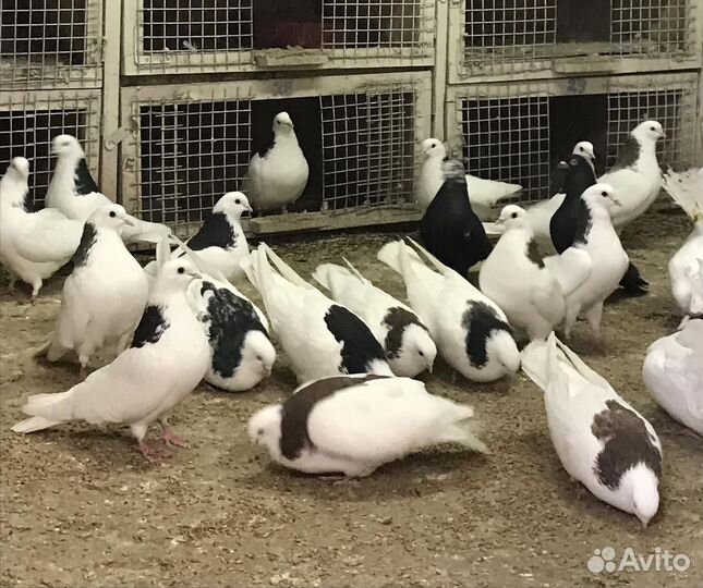 Голуби Гривуны высоколетные