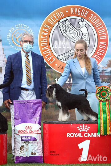 Щенки цвергшнауцера чёрн.с серебром окраса