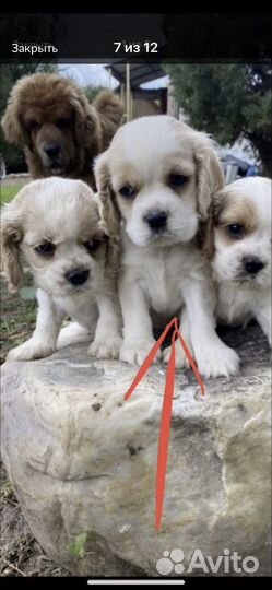 Мальчик ккчс