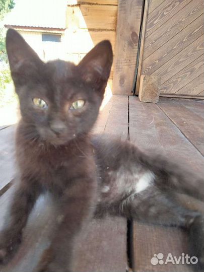 Котята ищут дом