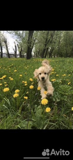 Английский Кокер спаниель