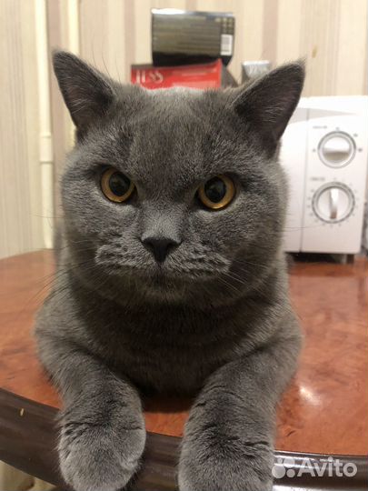 Британский кот