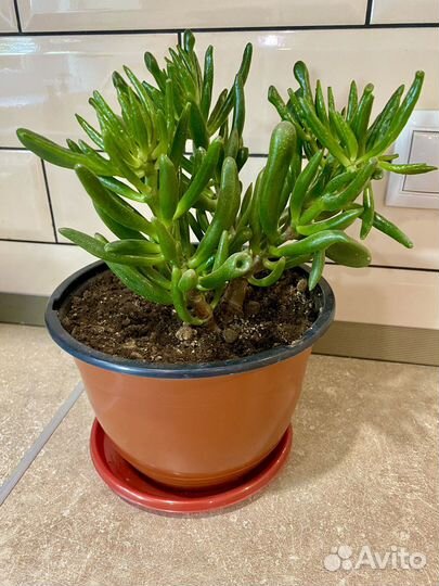 Крассула хоббит