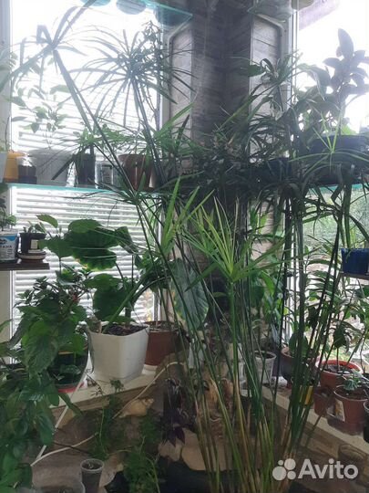 Циперус, водный гиацинт