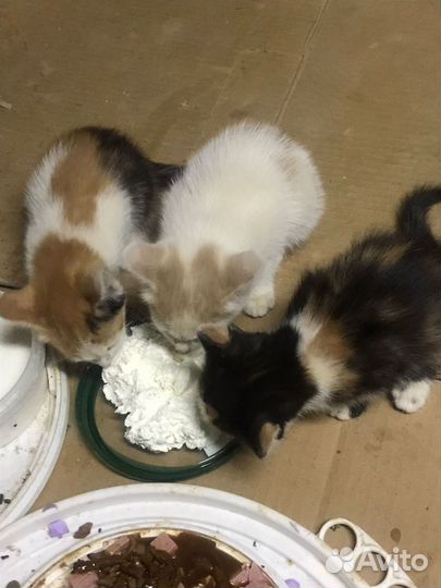 Раздается счастье