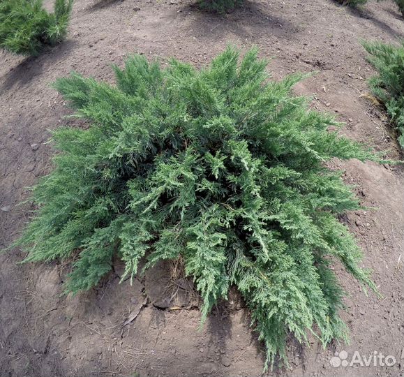 Декаративные растения VIP качества