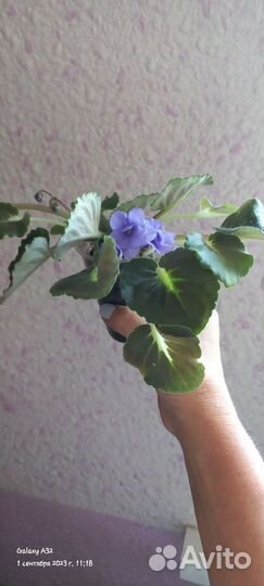 Фиалки
