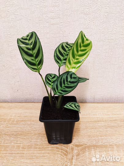 Ктенанта Бурле Маркси