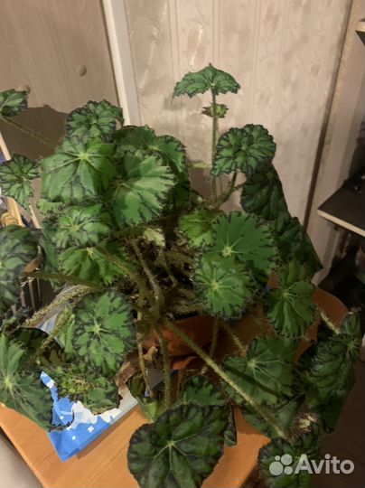 Бегония тигровая. Декабрист 2/1