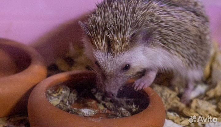 Сверчки заморозка домовый, банановый, двупятнистый