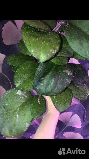 Хойи укоренённые и на срез