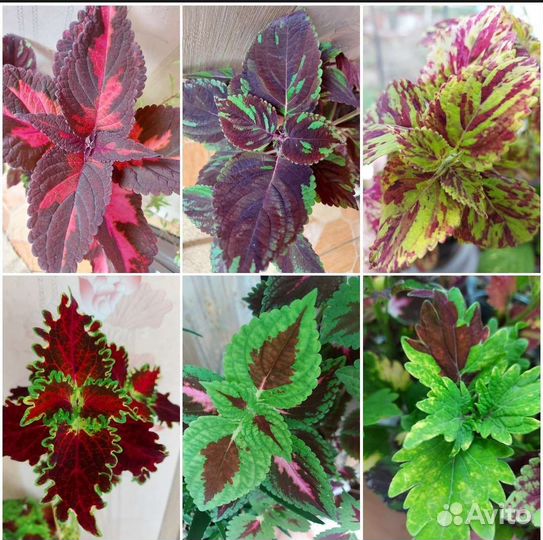 Колеусы вегетативные