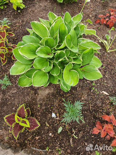 Хоста-гигант