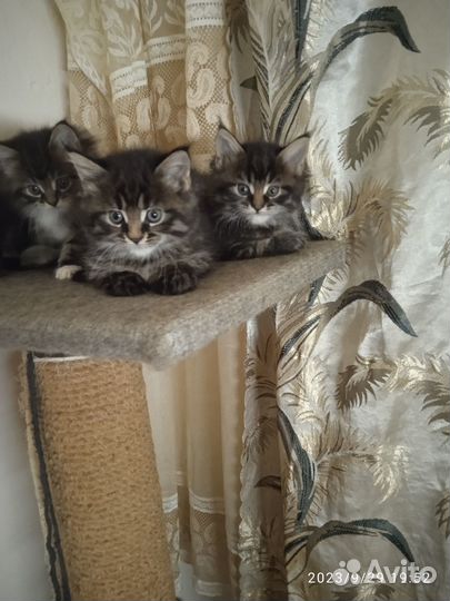 Котята мейн-кун