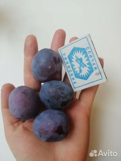 Саженец сливы