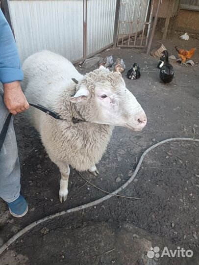 Баран Меринос