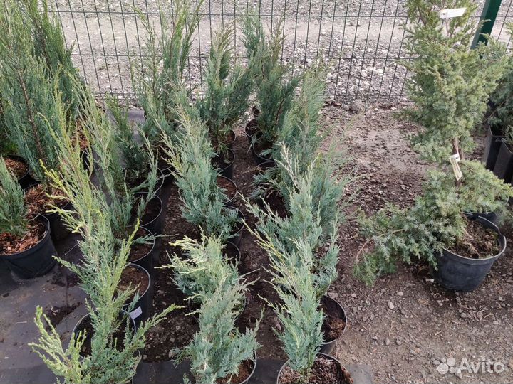 Можжевельник Мунглоу