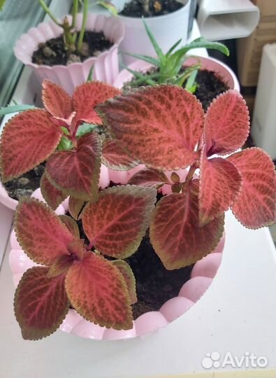 Цветы. Колеус (крапивка)