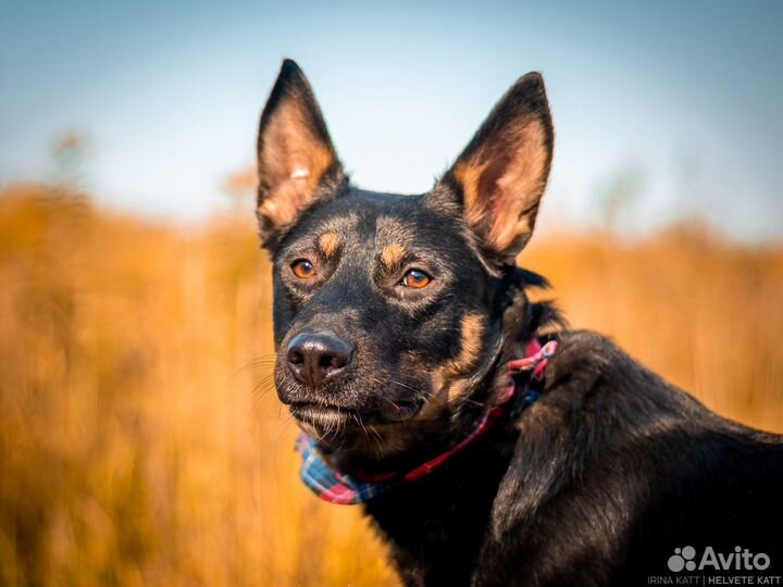 Дружелюбный Антей ищет дом