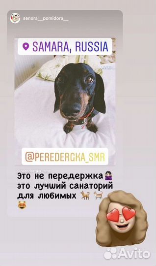 Передержка животных