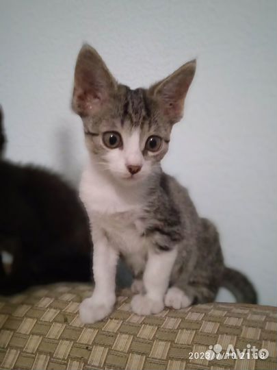 Дважды выжившие счастливчики