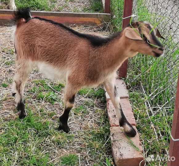 Козочка молочная