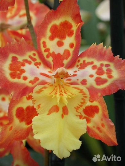 Орхидея Камбри