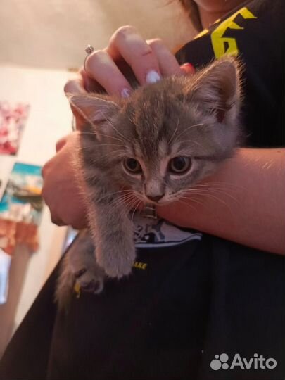 Коты британские