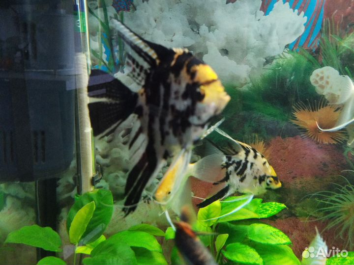 Рыбки скалярии