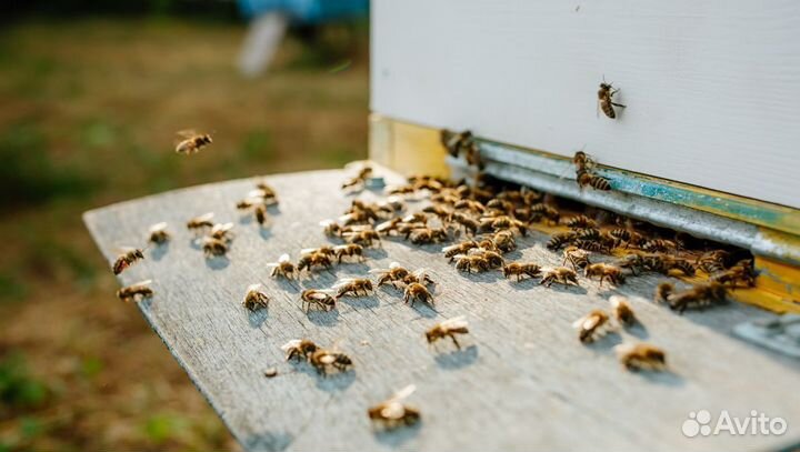 Оптом Липовый мед свежий